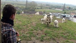 A family of sheep keep us company near the ruined church on Burrow Mump